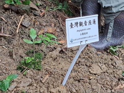 由林保署製作解說牌誌提升民眾對臺灣原生植物保育的重視 。(林業保育署新竹分署提供)